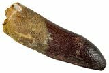 Fossil Sauropod Dinosaur (Titanosaur) Tooth - Morocco #267277-1